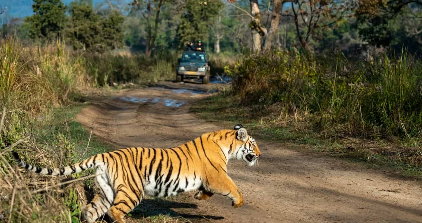Taj With Corbett Tiger Safari